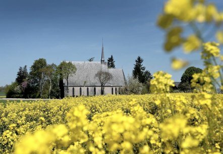 Schwanenkirche im Rapsfeld